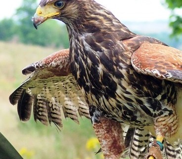 Falcon Croatia